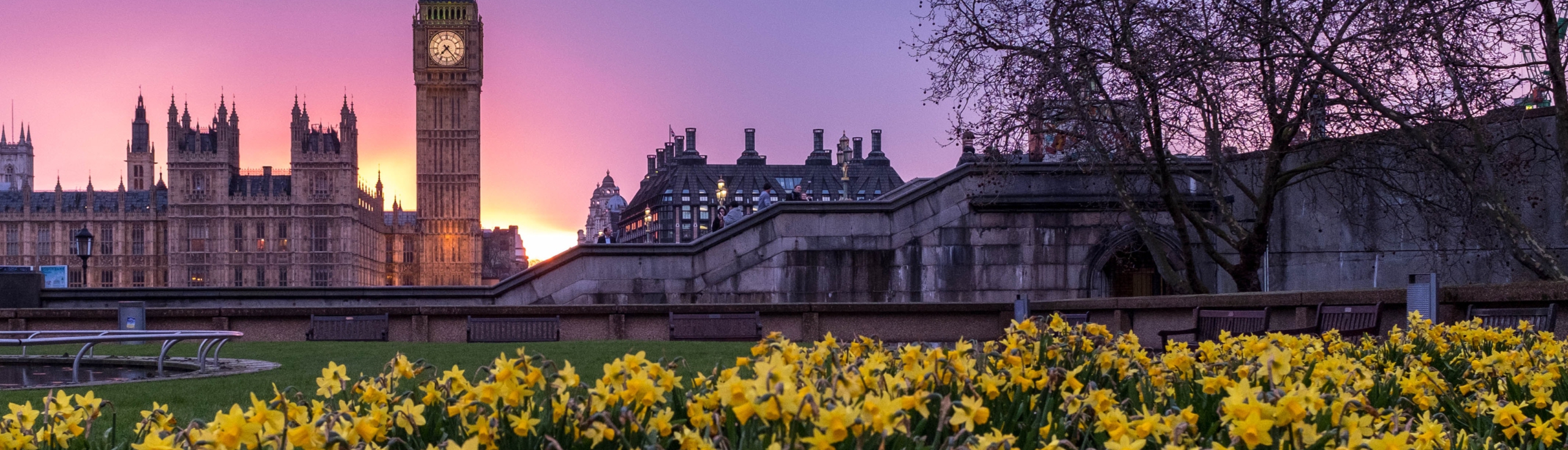 Parliament Square and Daffodils